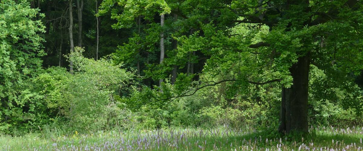 A meadow with purple flowers and tall trees.