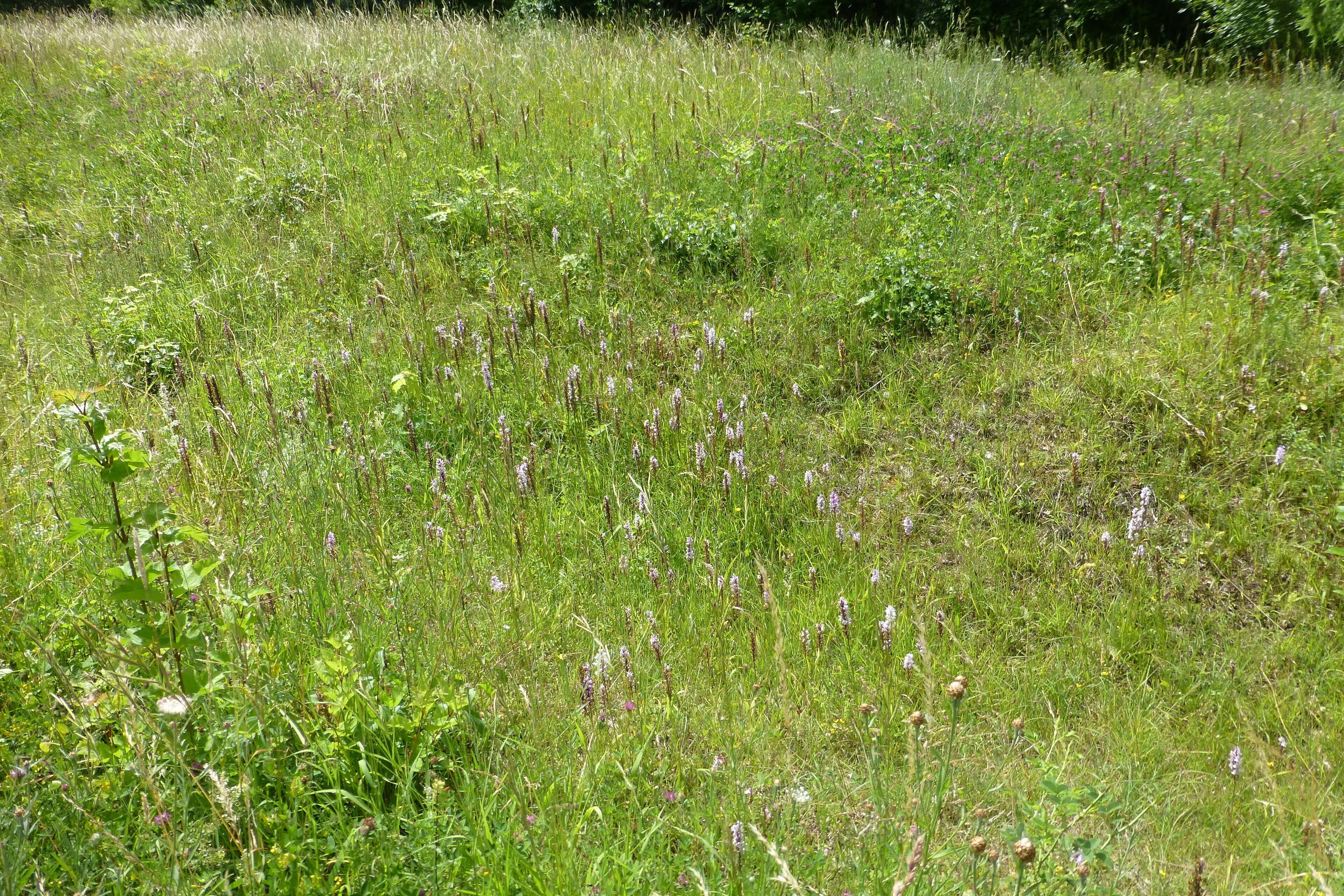 Orchidee(n) auf dem Kerstlingeröder Feld bei Göttingen, Südniedersachsen
