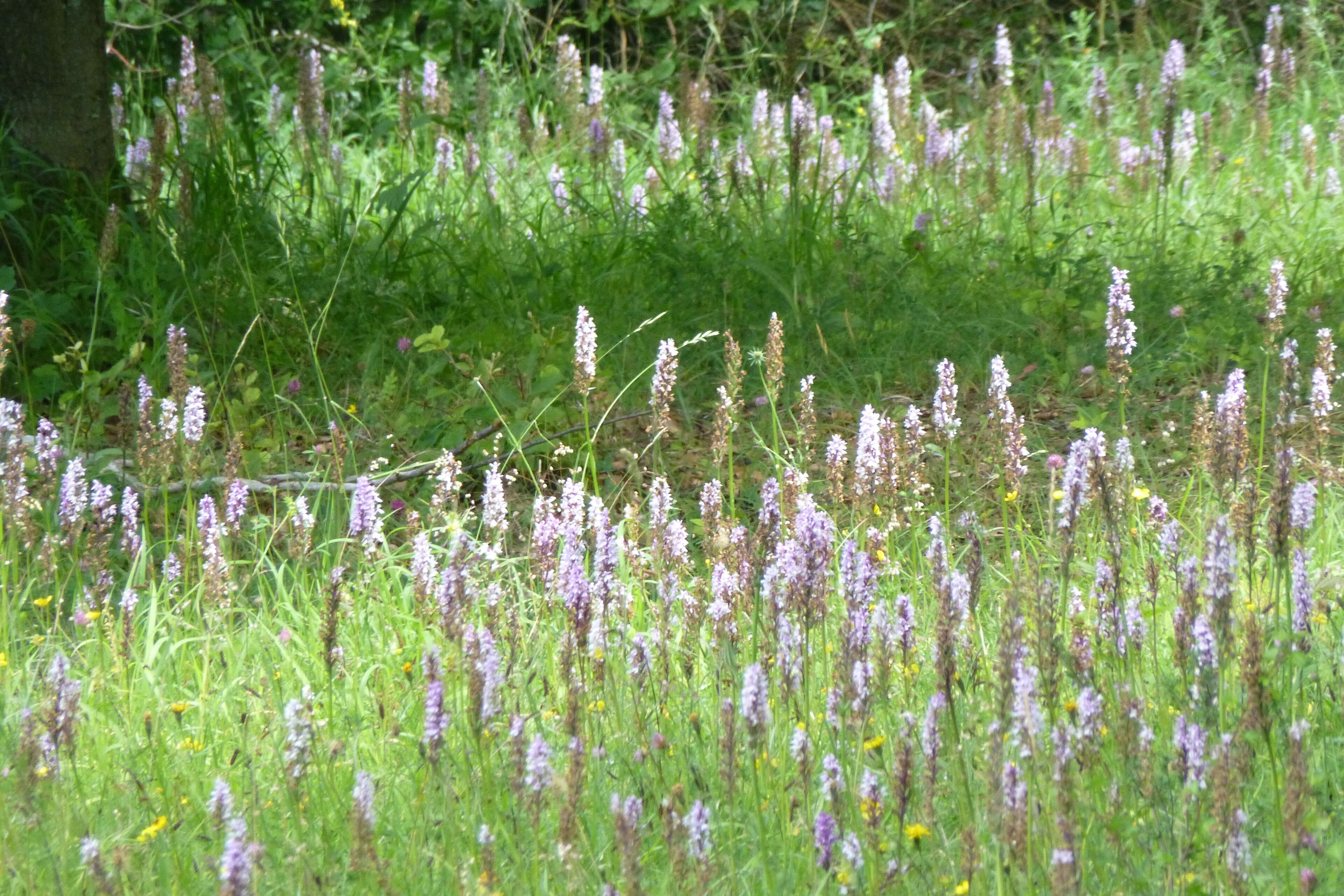 Orchidee(n) auf dem Kerstlingeröder Feld bei Göttingen, Südniedersachsen