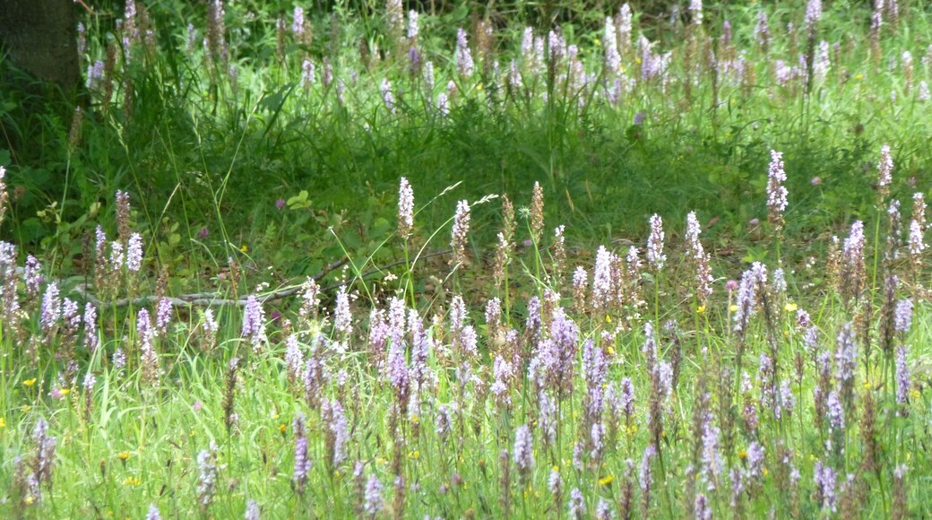 Orchidee(n) auf dem Kerstlingeröder Feld bei Göttingen, Südniedersachsen