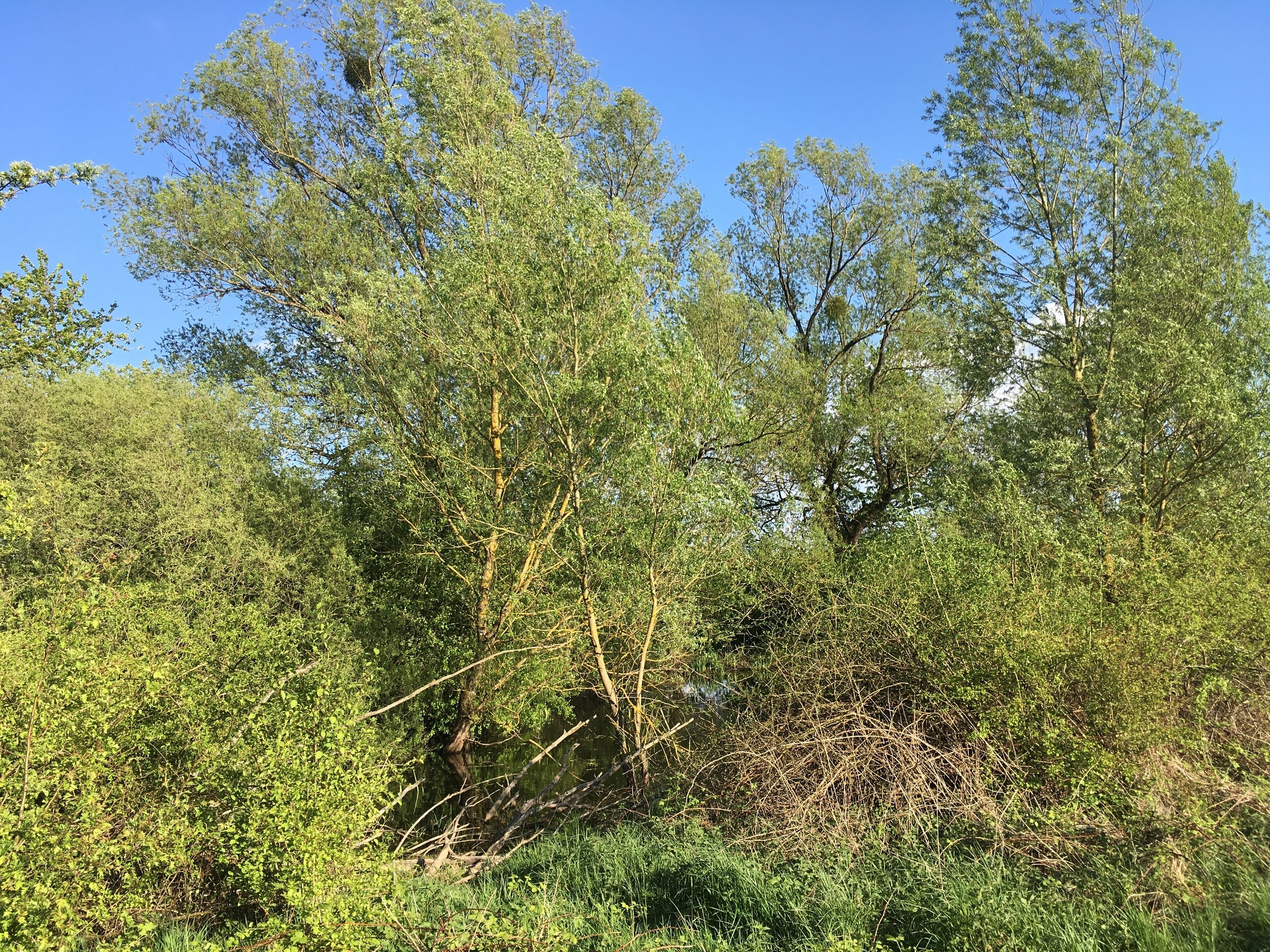 Westliches Ufer des "Zickenpump" auf dem Kerstlingeröder Feld