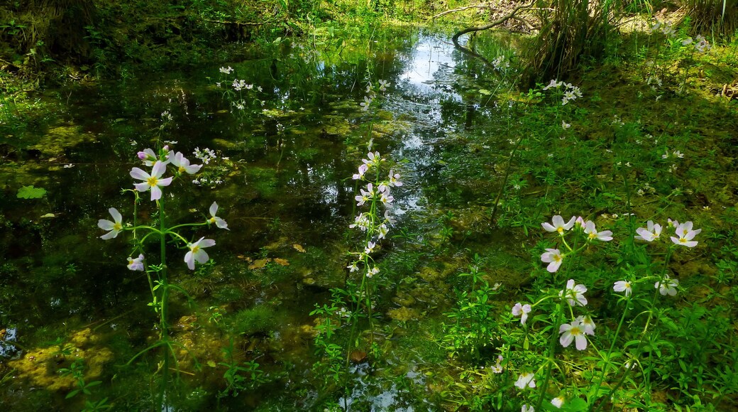 In den Kleingewรคssern, die aus den alten Mergel-Handstichen entstanden sind, gedeiht u.a. die Wasserfeder (Hottonia palustris).