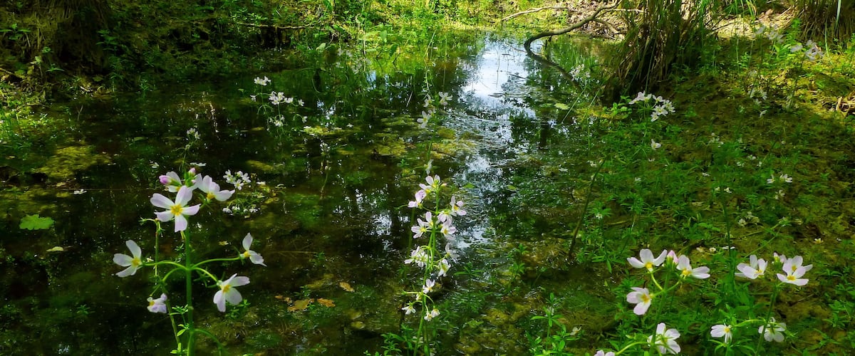 A pond with white flowers and green foliage.
