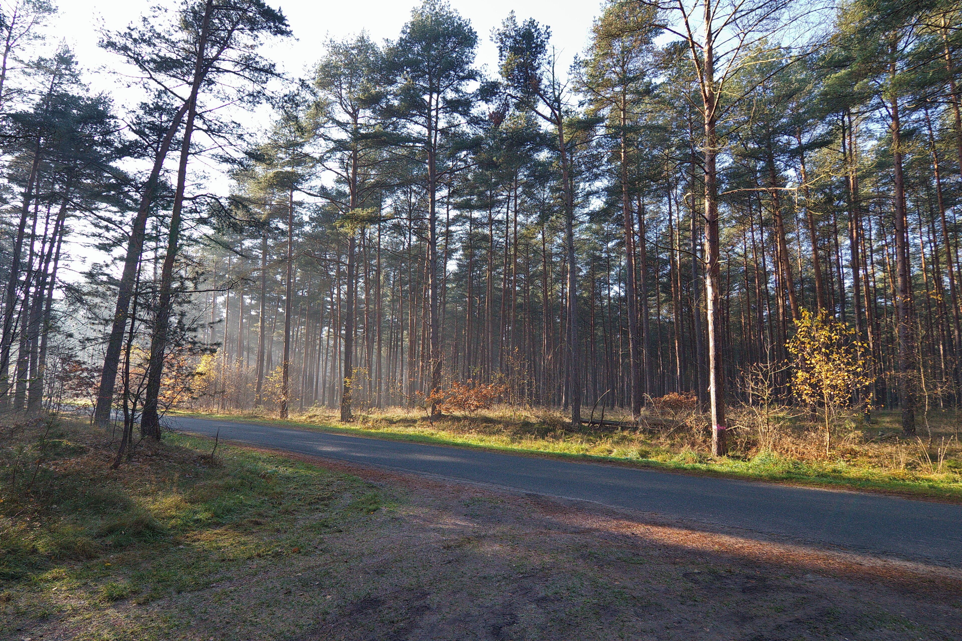 LSG Forst Rundshorn bei Berkhof, Niedersachsen, Deutschland