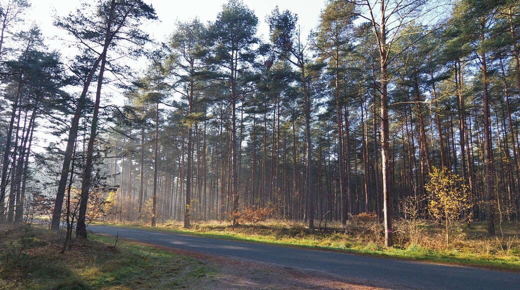 LSG Forst Rundshorn bei Berkhof, Niedersachsen, Deutschland