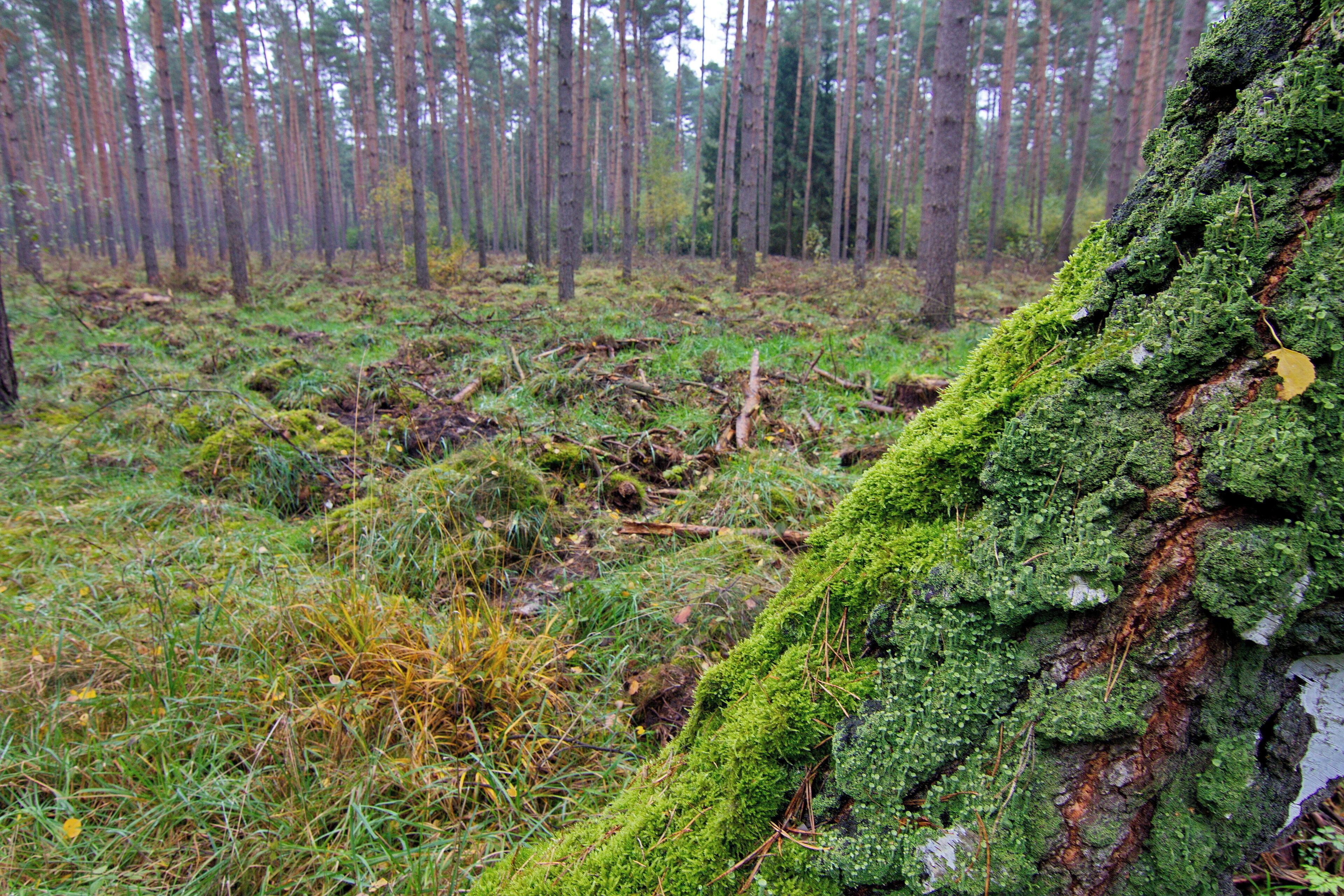 A forest with moss-covered trees and a ground covered in grass and fallen leaves.