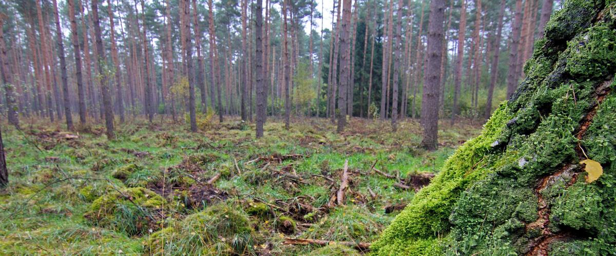 A forest with moss-covered trees and a ground covered in grass and fallen leaves.