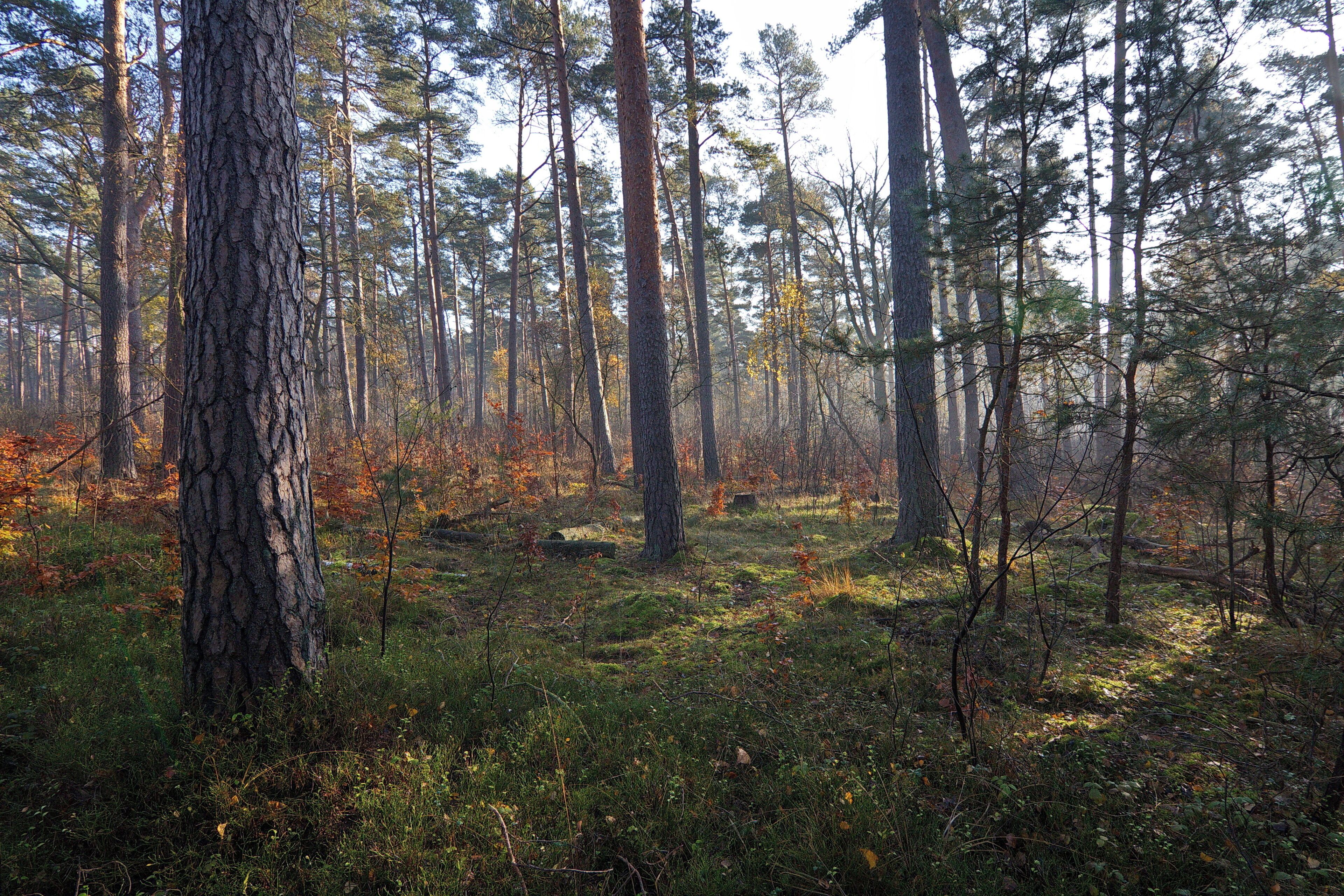 LSG Forst Rundshorn bei Berkhof, Niedersachsen, Deutschland