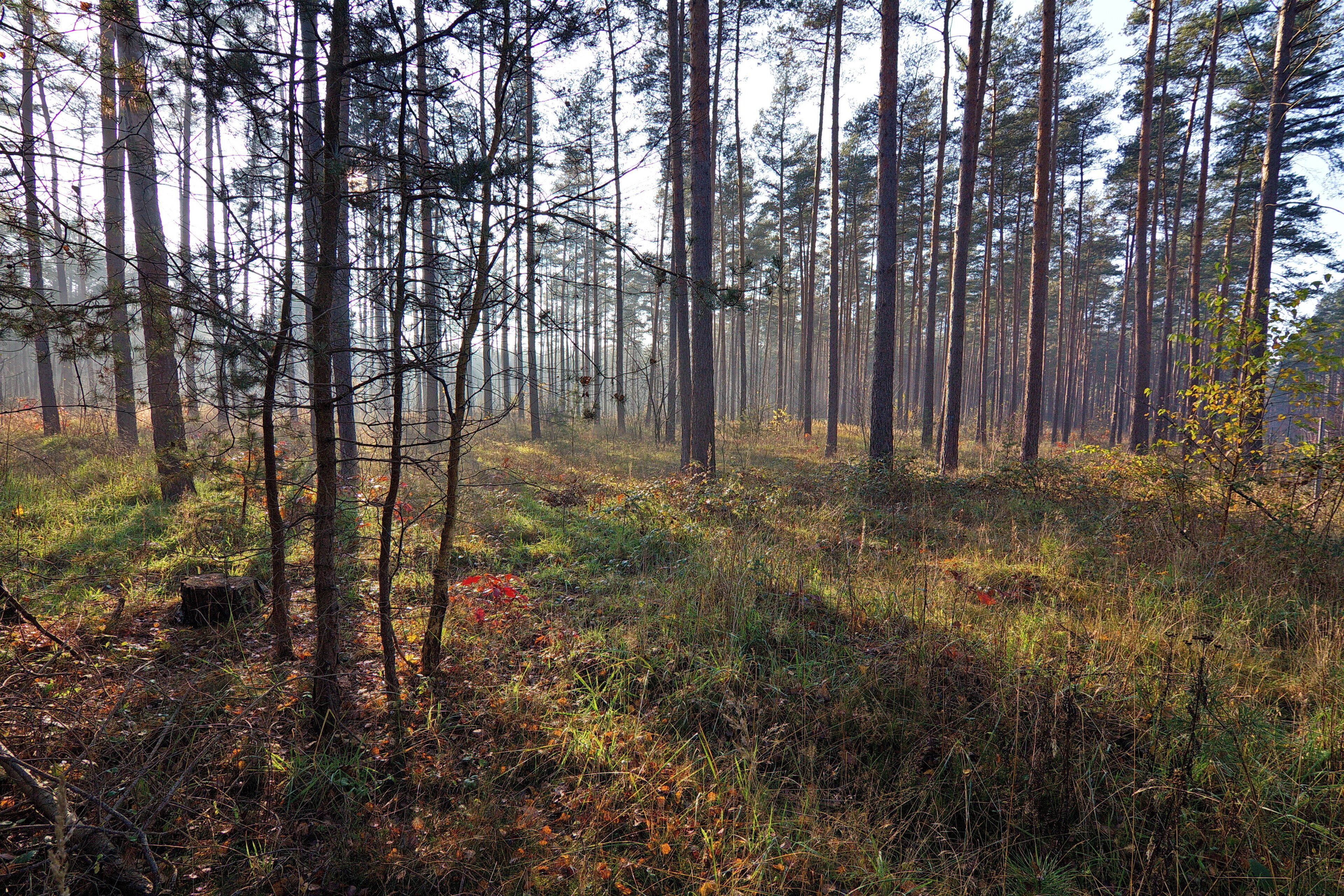 LSG Forst Rundshorn bei Berkhof, Niedersachsen, Deutschland