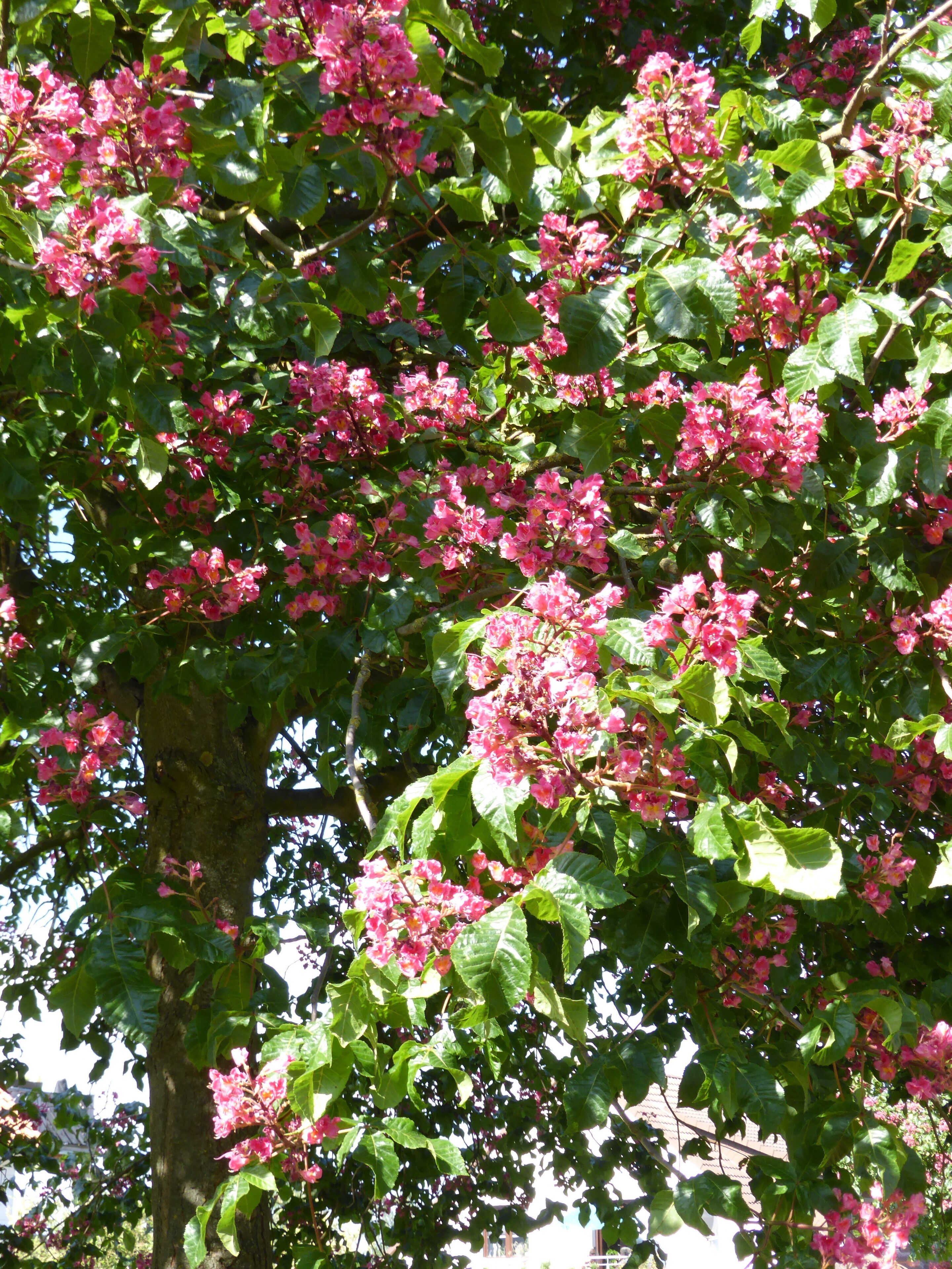 Nahaufnahme von der Kastanie auf Spielplatz nahe Kirche, in Hetjershausen, Göttingen, Naturdenkmal.