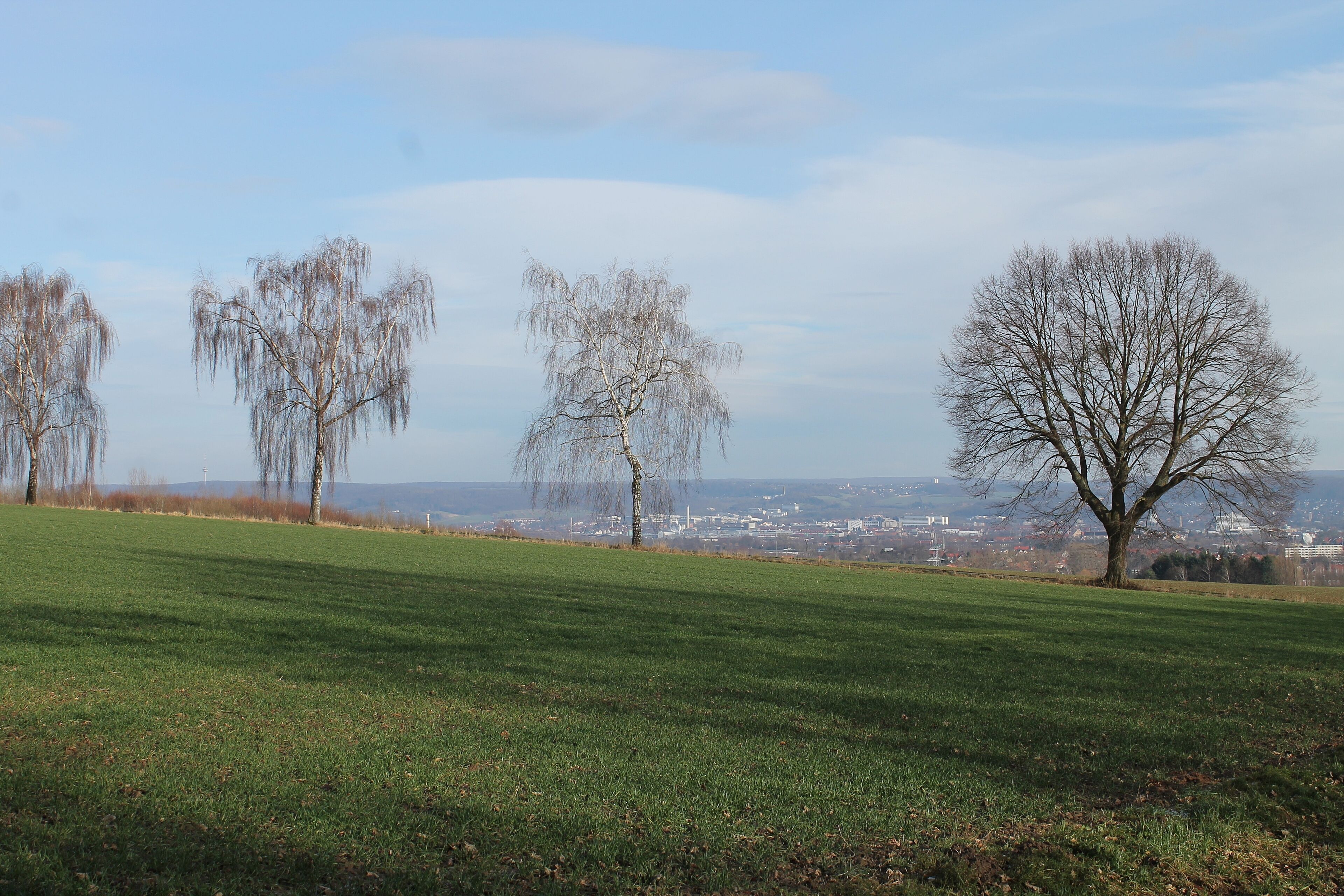 A grassy hill with leafless trees and a distant cityscape.