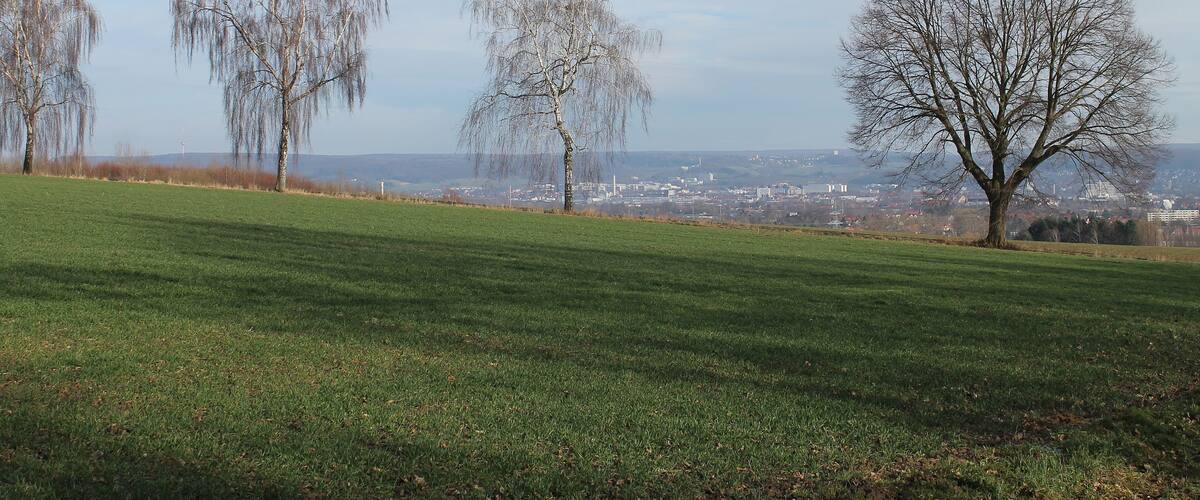 A grassy hill with leafless trees and a distant cityscape.