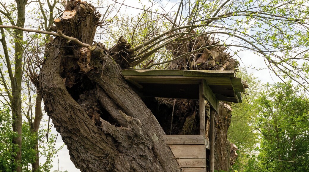 Naturschutzgebiet Gunnewiesen in Delbrück und Salzkotten, Kreis Paderborn; Teilgebiet in Delbrück, ein Ansitz in einem Weidenstamm