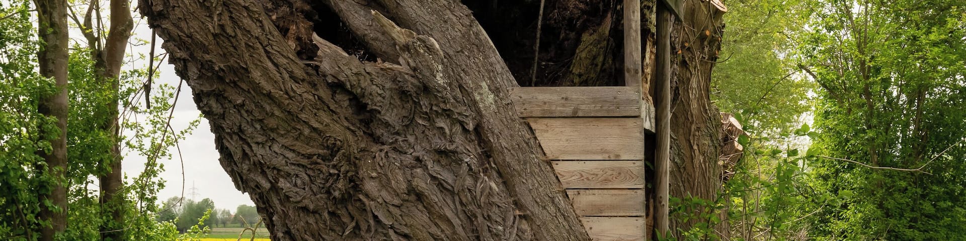 Naturschutzgebiet Gunnewiesen in Delbrück und Salzkotten, Kreis Paderborn; Teilgebiet in Delbrück, ein Ansitz in einem Weidenstamm