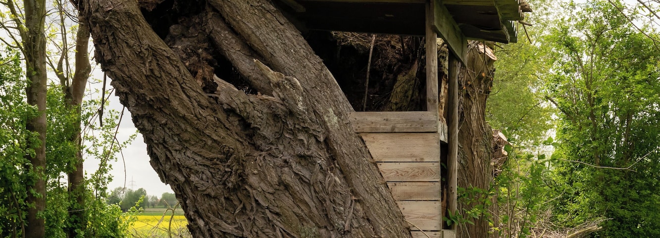 Naturschutzgebiet Gunnewiesen in DelbrĂŒck und Salzkotten, Kreis Paderborn; Teilgebiet in DelbrĂŒck, ein Ansitz in einem Weidenstamm