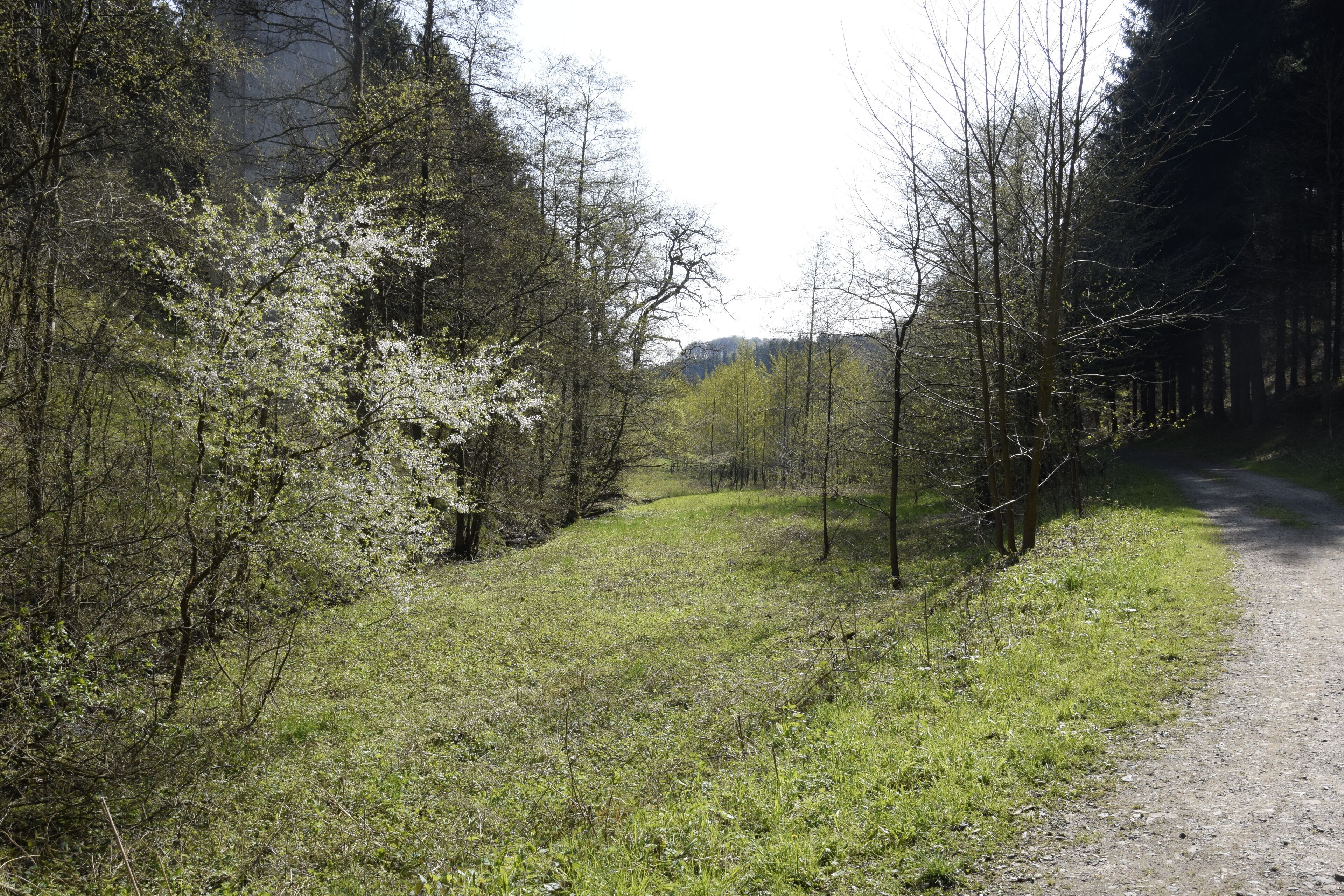A forested area with a dirt path curving through it.