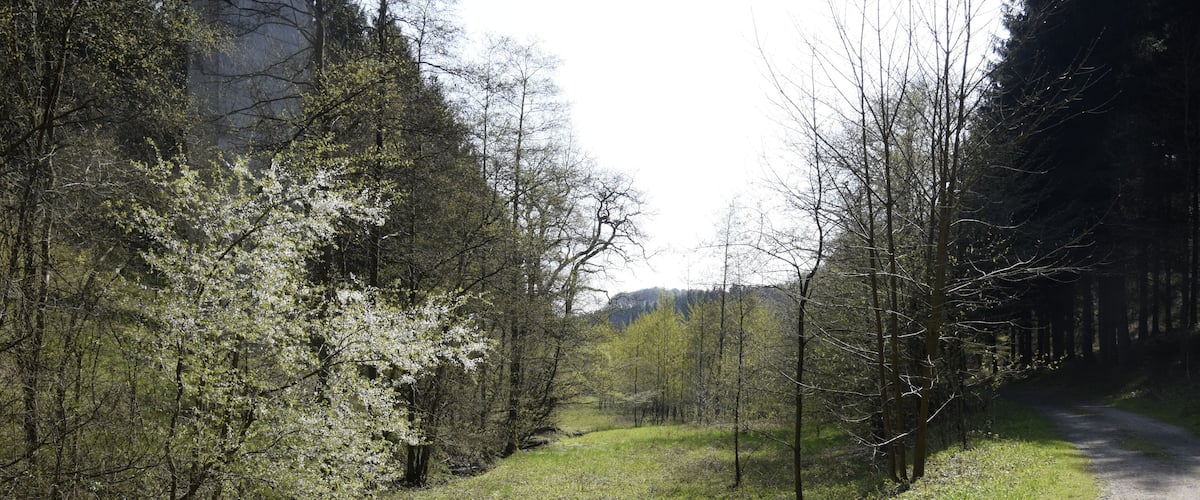 A forested area with a dirt path curving through it.