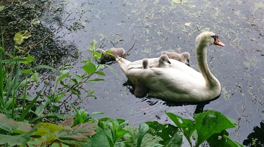 Höckerschwan (Cygnus olor) mit Jungen auf dem Harkortsee in Wetter
