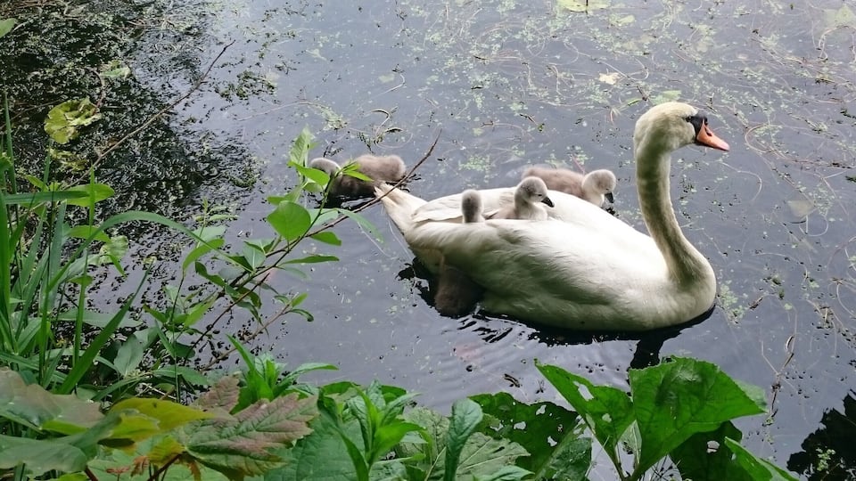 A swan with cygnets swimming in a pond surrounded by greenery.