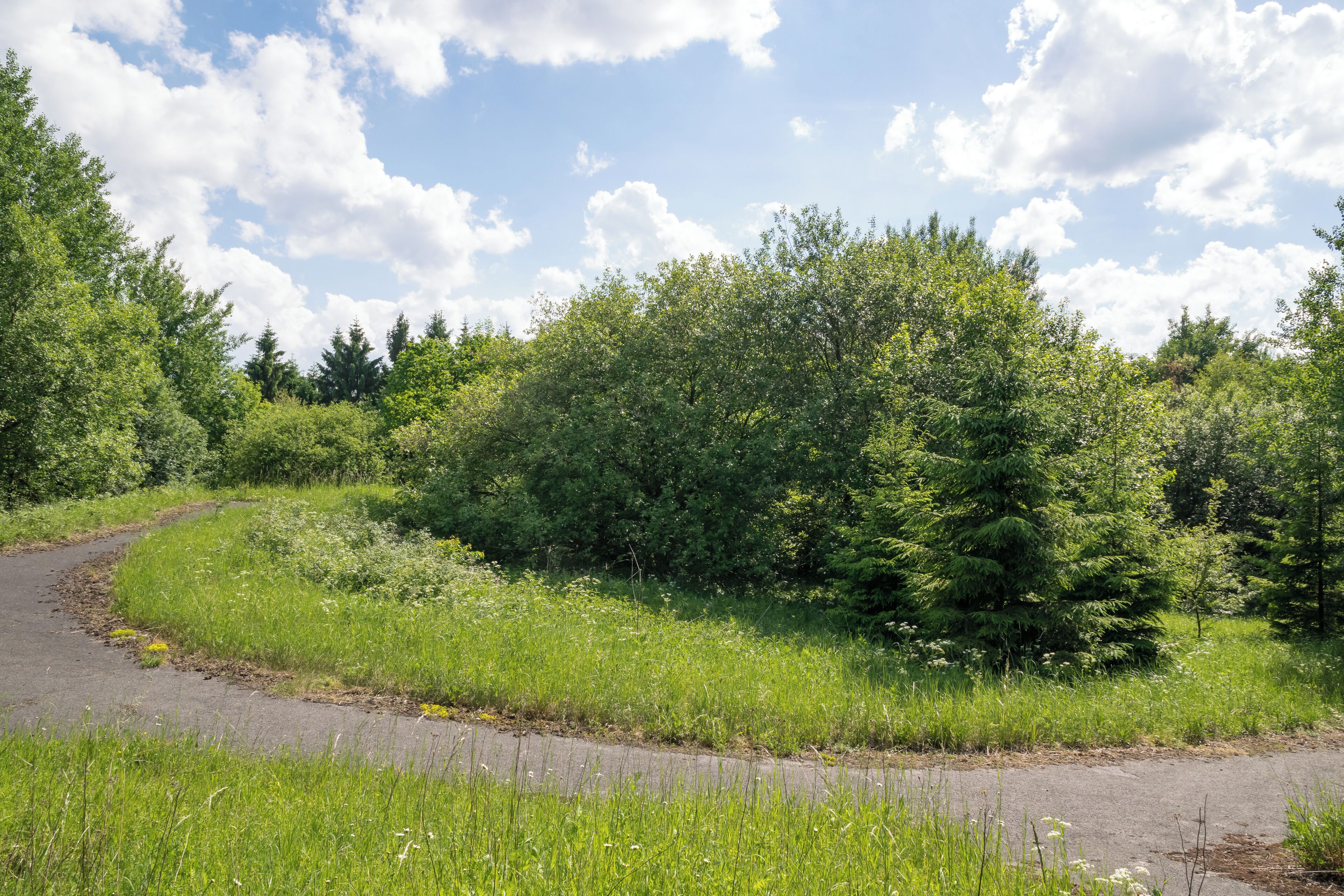 A winding road through a lush green landscape with dense trees and a clear sky.