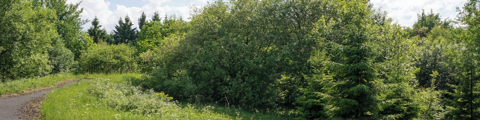 A winding road through a lush green landscape with dense trees and a clear sky.