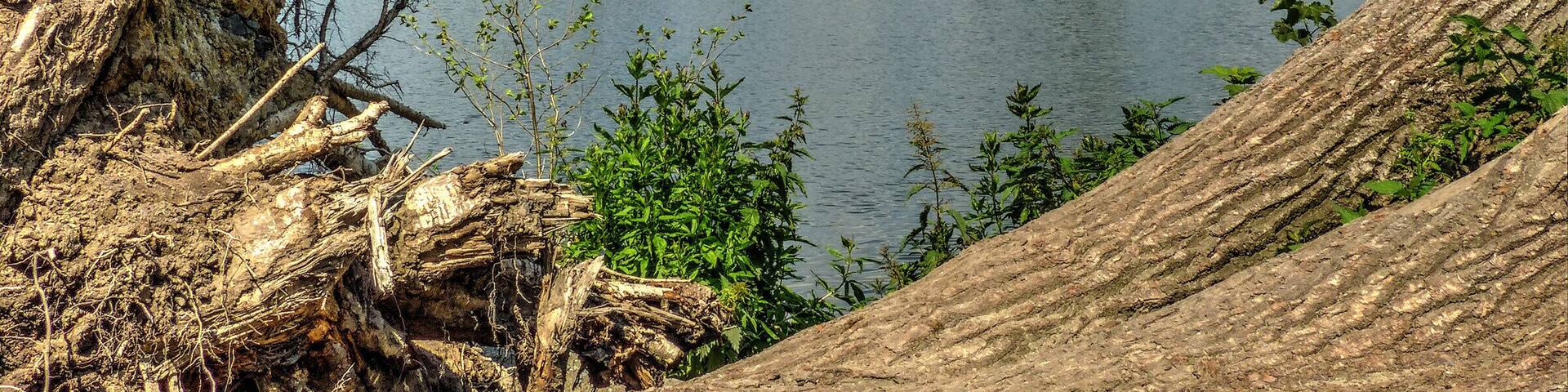 A lake surrounded by dense forest and a large fallen tree trunk.