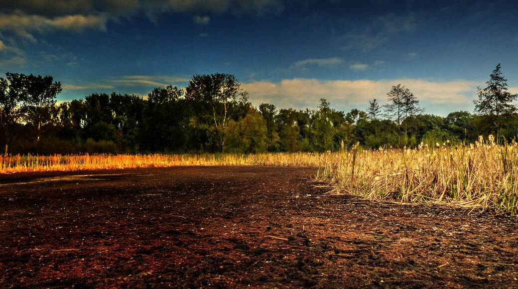 Trockener Teich im Landschaftsschutzgebiet „Resser Mark/Im Emscherbruch“ in Gelsenkirchen