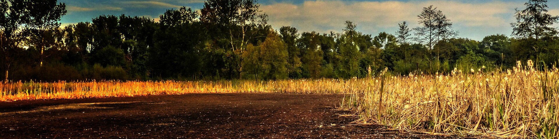 Trockener Teich im Landschaftsschutzgebiet „Resser Mark/Im Emscherbruch“ in Gelsenkirchen