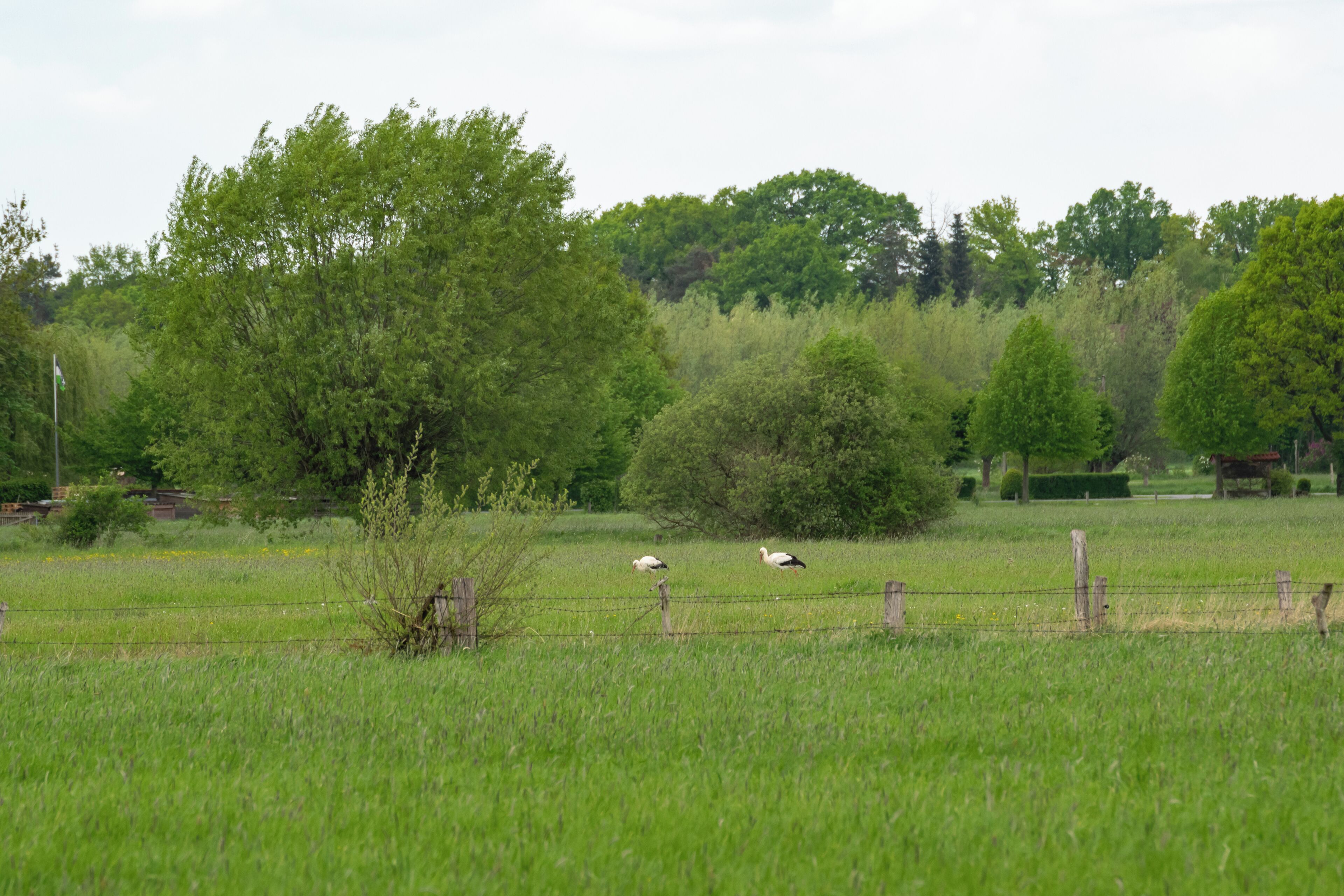 Naturschutzgebiet Gunnewiesen in Delbrück und Salzkotten, Kreis Paderborn; Teilgebiet in Salzkotten,ein Storchenpaar in der Feuchtwiese