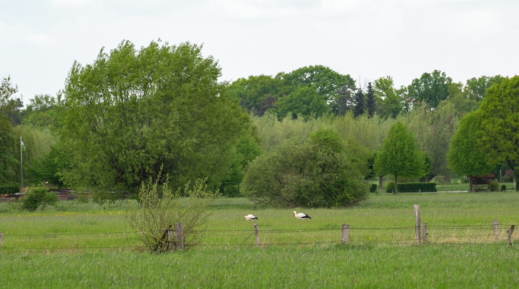 Naturschutzgebiet Gunnewiesen in Delbrück und Salzkotten, Kreis Paderborn; Teilgebiet in Salzkotten,ein Storchenpaar in der Feuchtwiese
