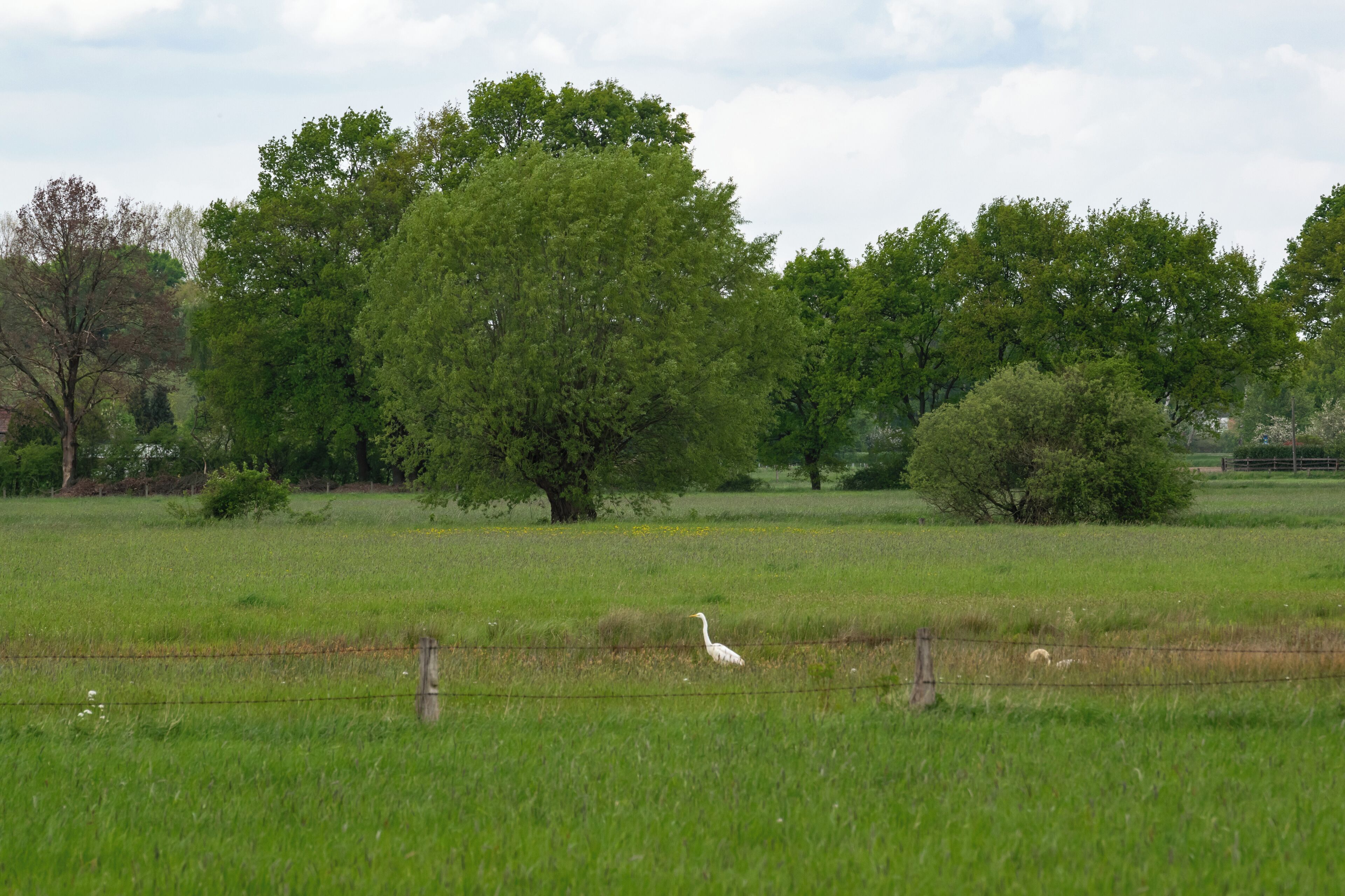 Naturschutzgebiet Gunnewiesen in Delbrück und Salzkotten, Kreis Paderborn; Teilgebiet in Salzkotten, Silberreiher an einem kleinen Gewässer