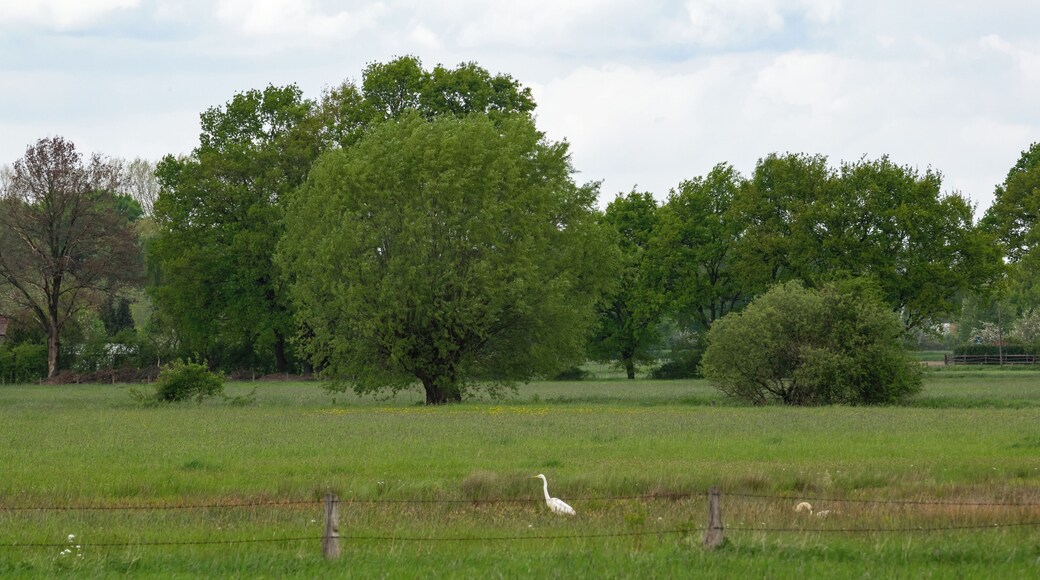 Naturschutzgebiet Gunnewiesen in Delbrück und Salzkotten, Kreis Paderborn; Teilgebiet in Salzkotten, Silberreiher an einem kleinen Gewässer