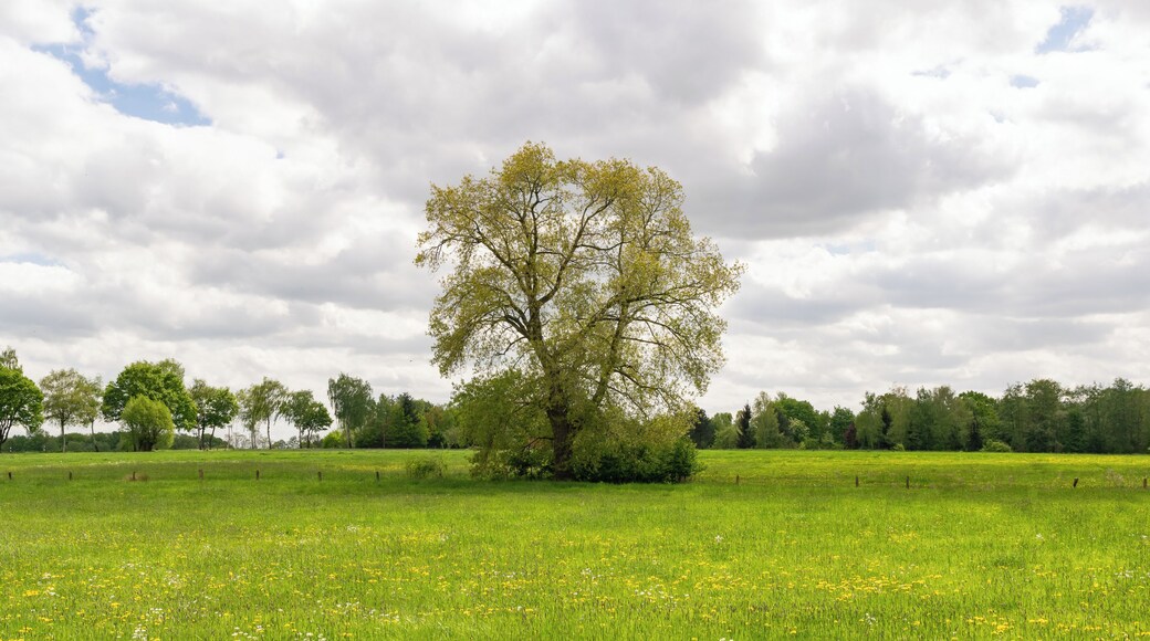 Landschaftsschutzgebiet Büren bei den Gunnewiesen in Delbrück