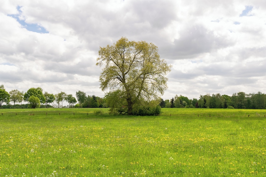 A tree in a grassy field with a cloudy sky.