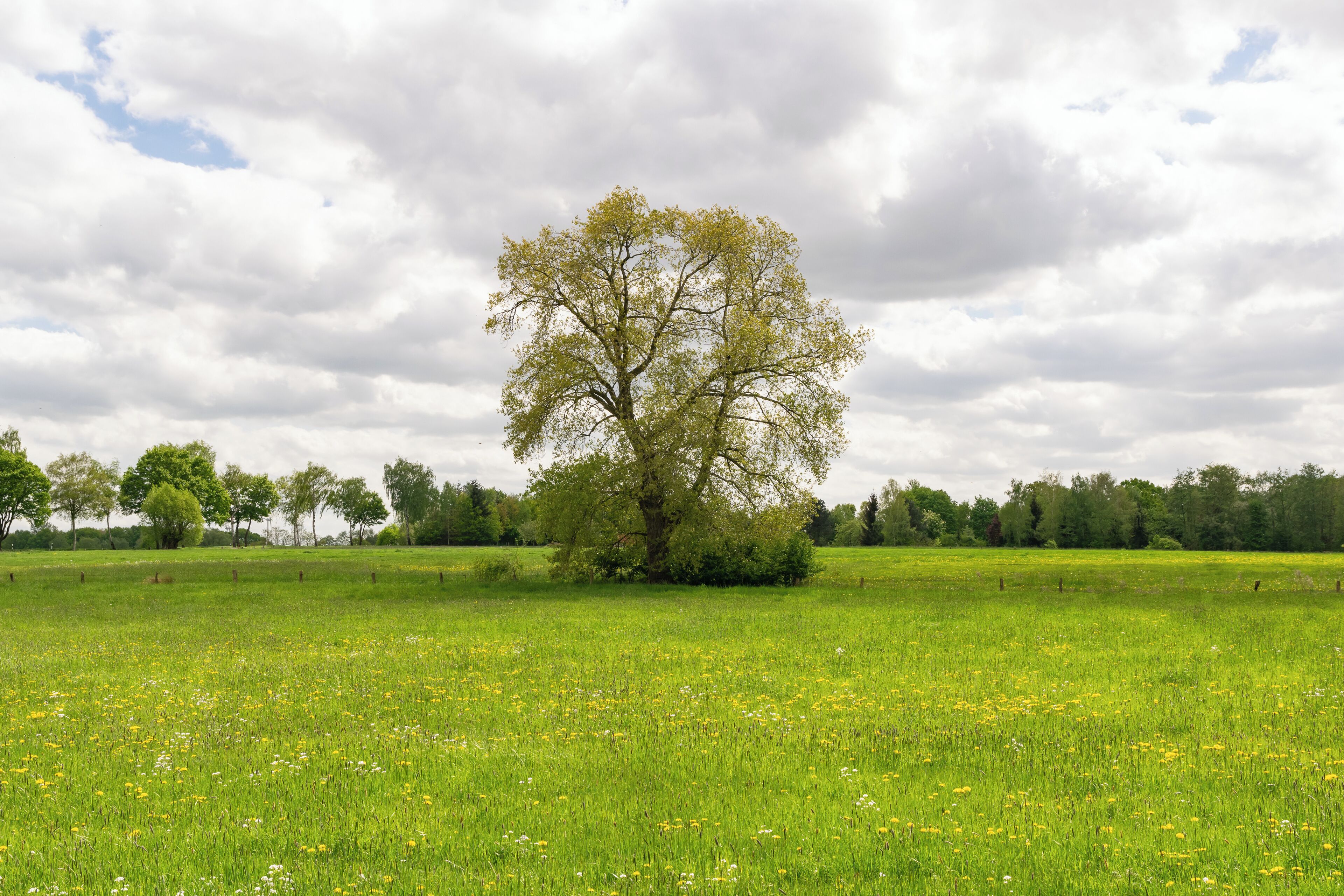 A tree in a grassy field with a cloudy sky.