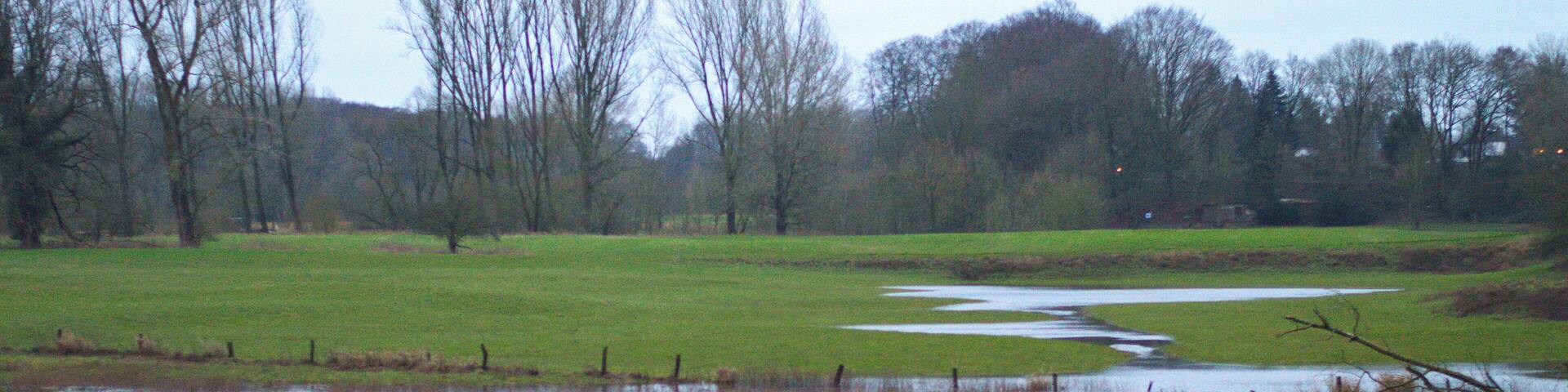 A wetland with a small pond, grassy areas, and leafless trees.