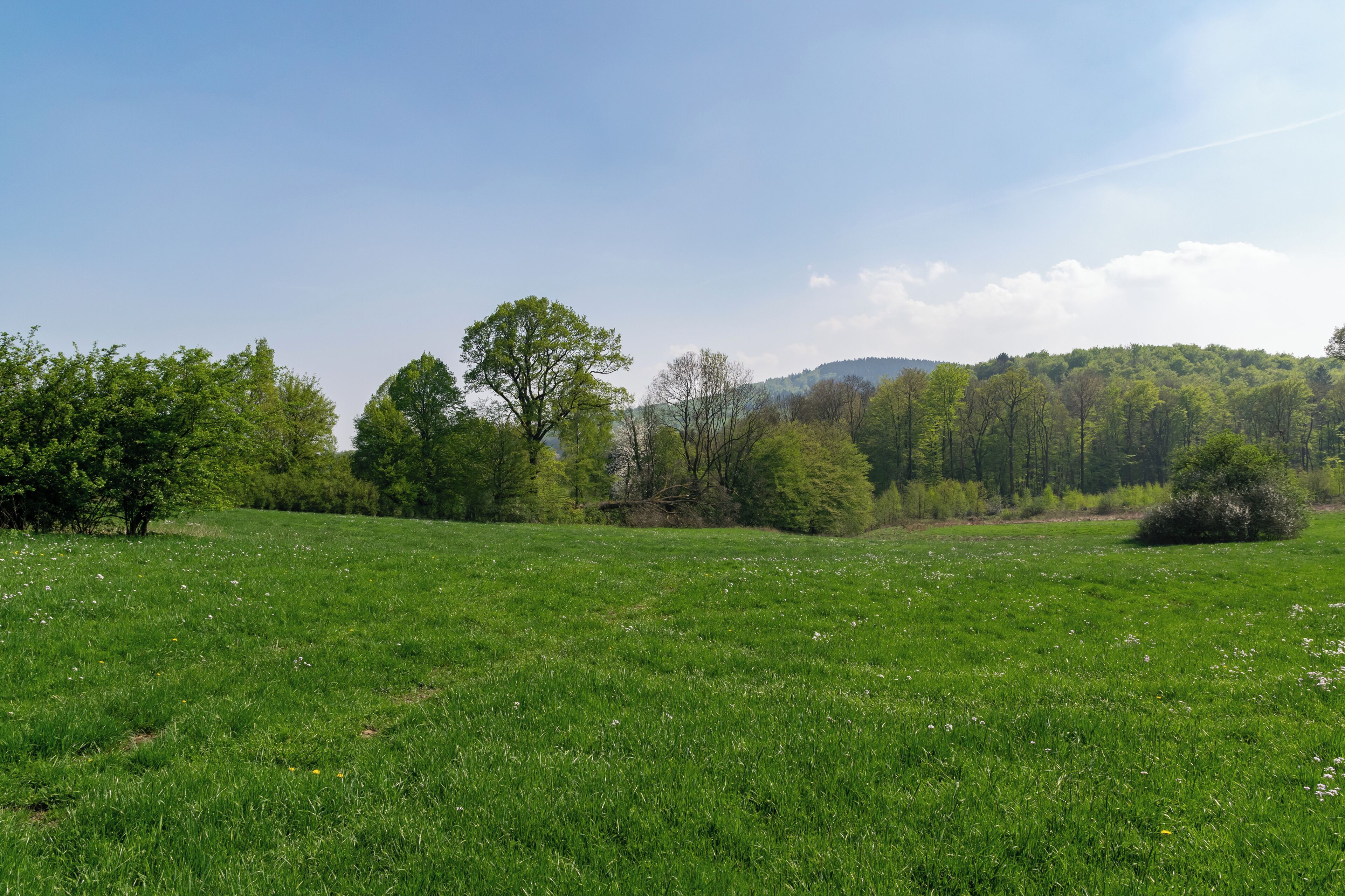 Naturdenkmal "2 Eichen südwestlich der Leopoldstaler Straße", davon eine offenbar umgebrochen, davor LSG Silberbachtal, Horn-Bad Meinberg, Kreis Lippe