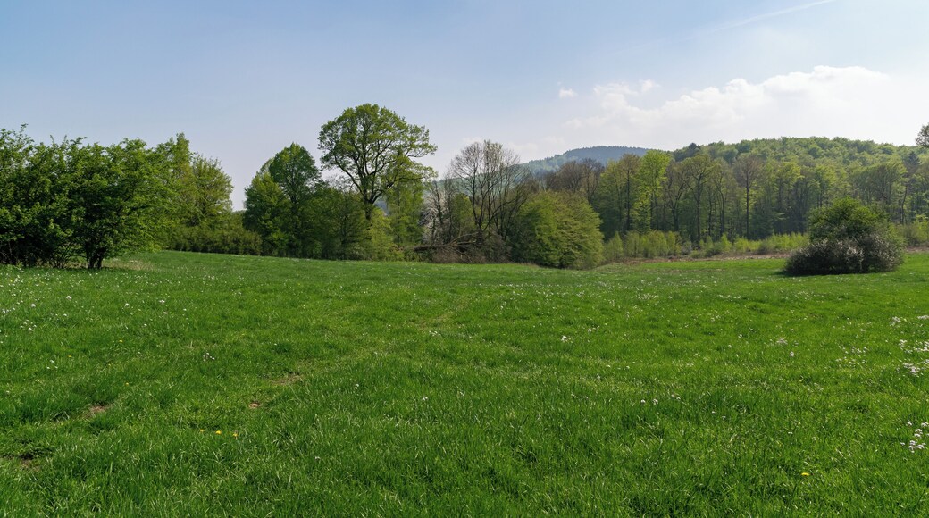 Naturdenkmal "2 Eichen südwestlich der Leopoldstaler Straße", davon eine offenbar umgebrochen, davor LSG Silberbachtal, Horn-Bad Meinberg, Kreis Lippe