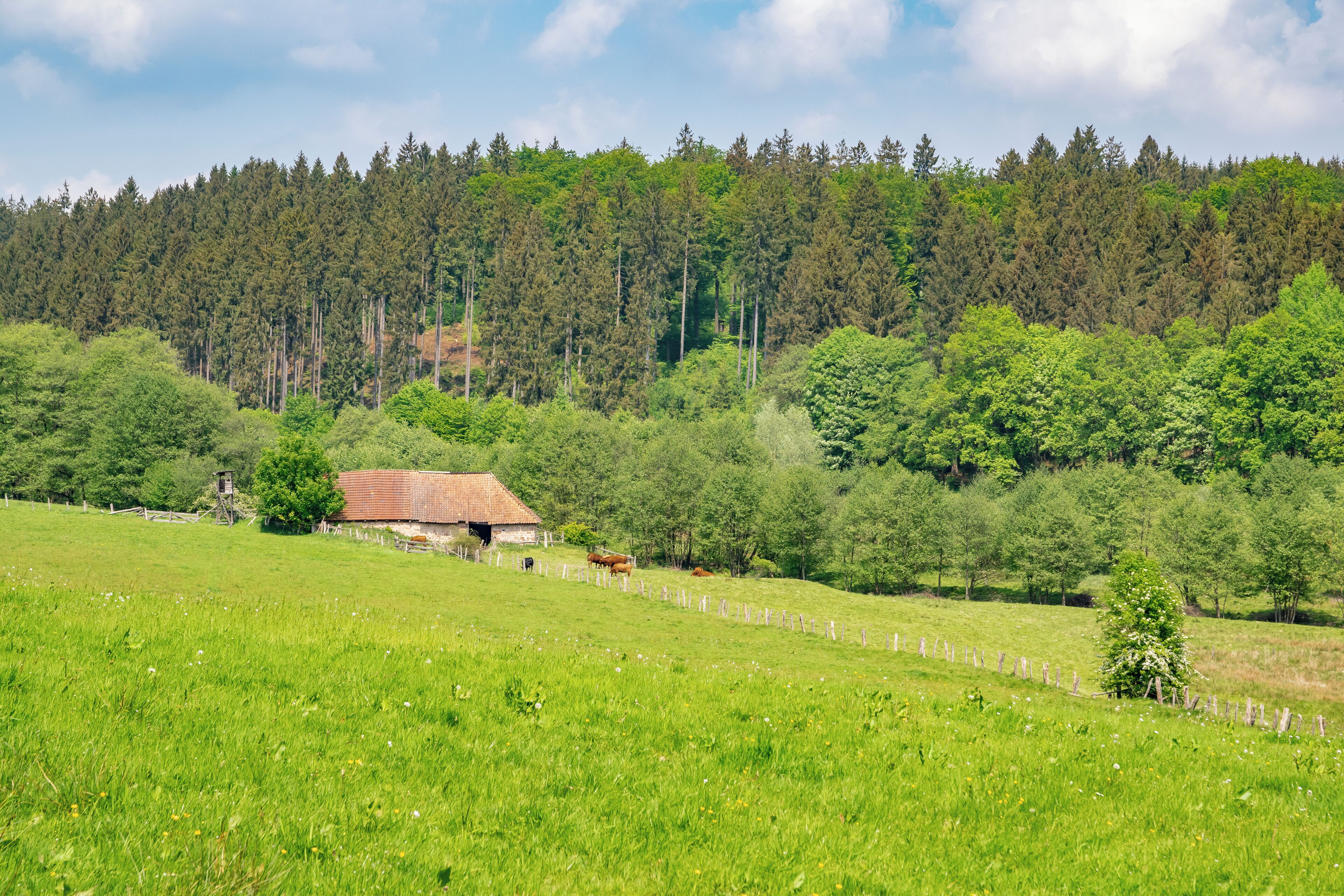 A green field with a wooden fence, a small building, and a forest in the background.