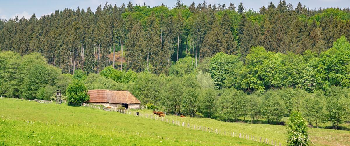 A green field with a wooden fence, a small building, and a forest in the background.