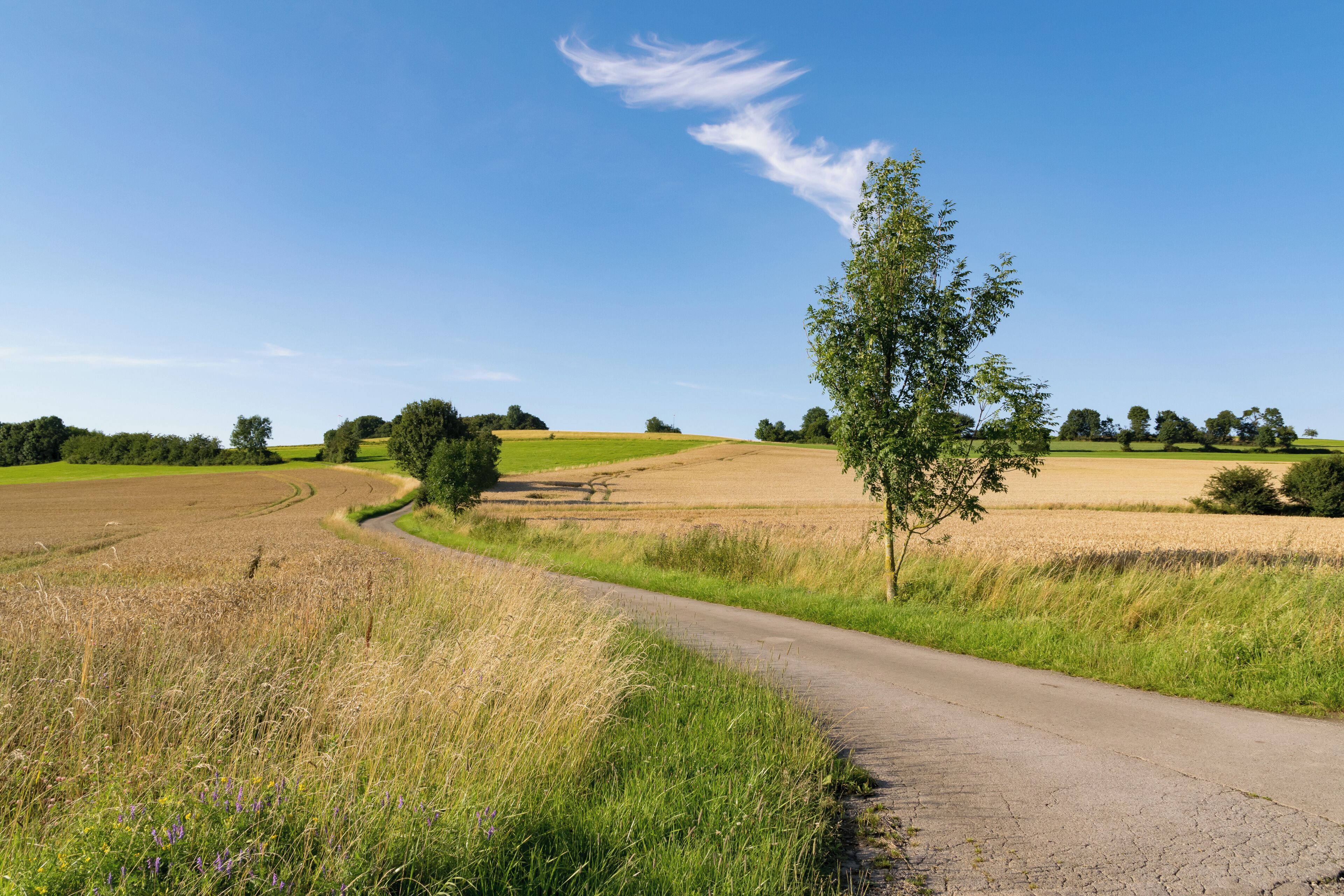 Landscape west of Bellenberg, Horn-Bad Meinberg, Germany