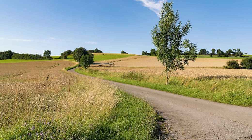 Landscape west of Bellenberg, Horn-Bad Meinberg, Germany