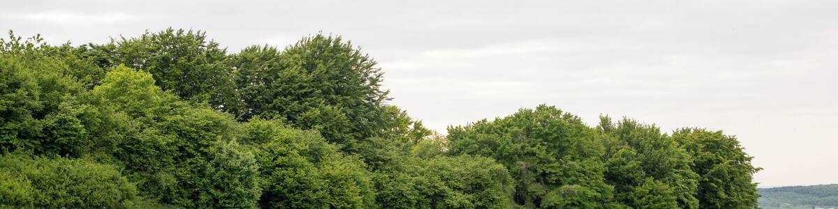 LSG Heckenlandschaft Bellenberg-Nord auf dem Bellenberg bei Horn-Bad Meinberg, Kreis Lippe