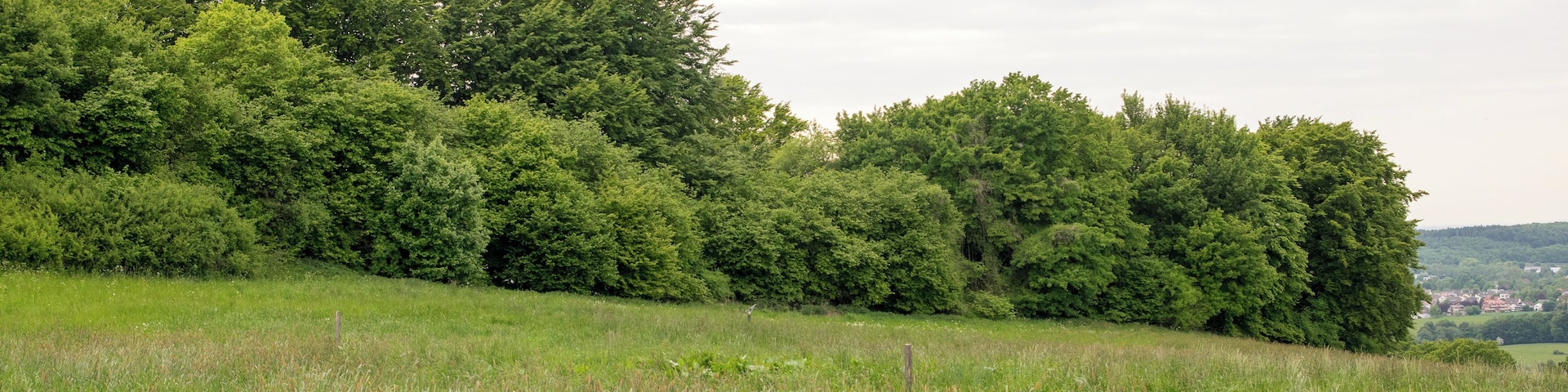 LSG Heckenlandschaft Bellenberg-Nord auf dem Bellenberg bei Horn-Bad Meinberg, Kreis Lippe