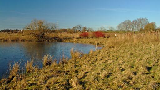Little lake in nature reserve Fuellenbruch in Herford and in Hiddenhausen, District of Herford, North Rhine-Westphalia, Germany.