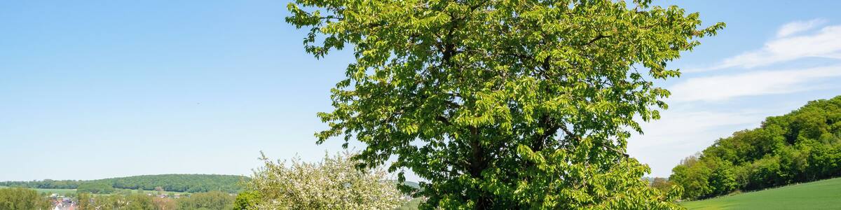 Landschaftsschutzgebiet Südlicher Kreis Höxter, hier am Asseler Feld zwischen Warburg-Rimbeck und -Ossendorf