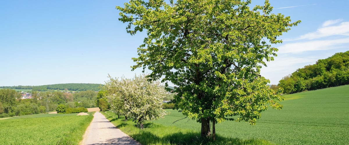 Landschaftsschutzgebiet Südlicher Kreis Höxter, hier am Asseler Feld zwischen Warburg-Rimbeck und -Ossendorf