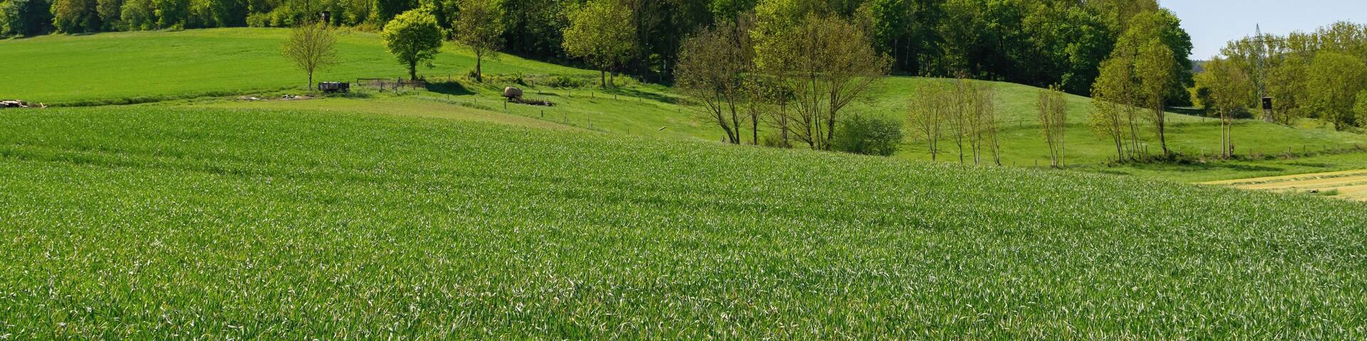 Naturschutzgebiet Drachenholl-Diemelaue, Warburg, Kreis Höxter
