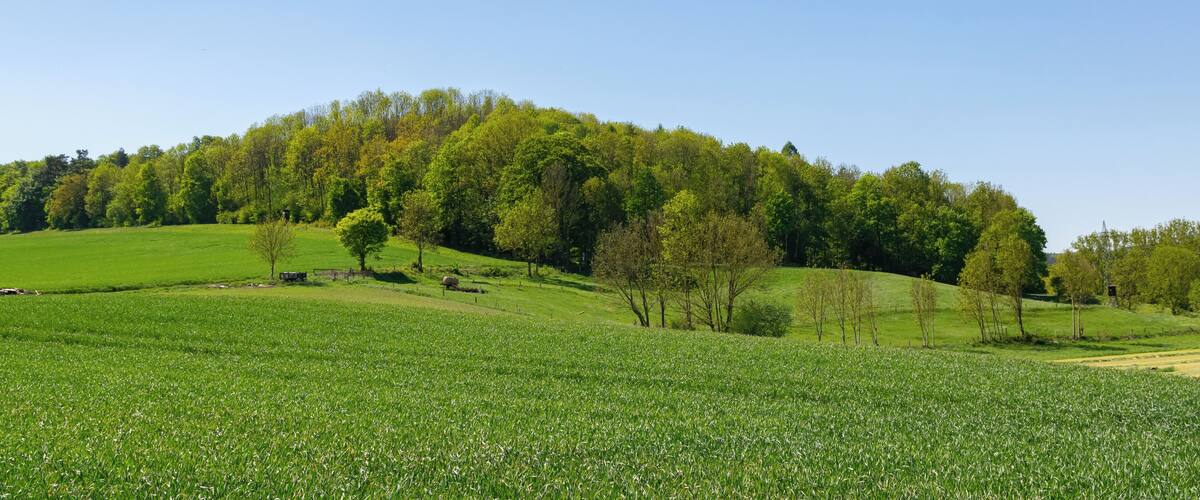 A green field with trees and a hill in the background.