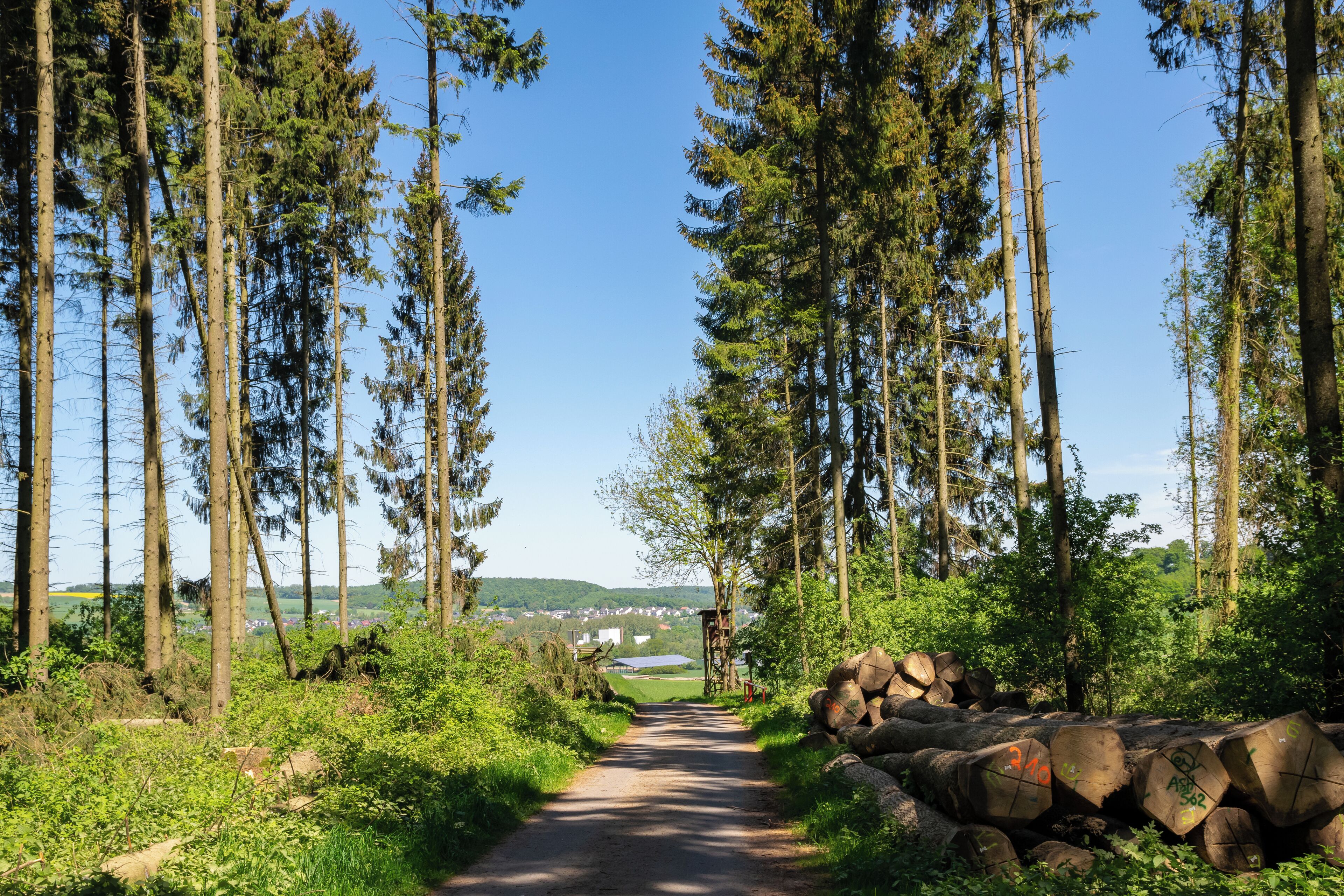 Naturschutzgebiet Asseler Wald, Warburg, Kreis Höxter; Waldausgang mit Blick Richtung Rimbeck